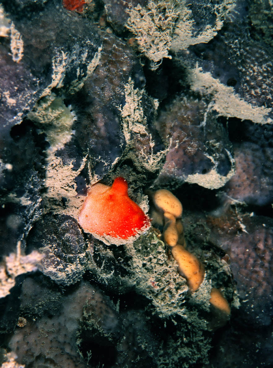 possibile identificare